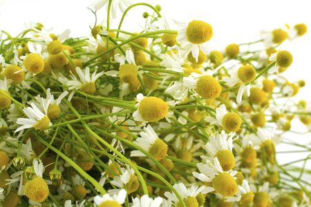 flowers of medicinal chamomile close-up view from above, close-upの写真素材