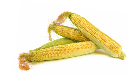 Fresh yellow ears of sweet dessert corn on a white background, close-up.horizontal view