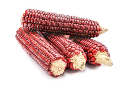 Red corn isolated on a white background.Cobs of Ruby Queen or Red sweet corn. Grains for planting corn with a clipping contour.selective focus.の写真素材