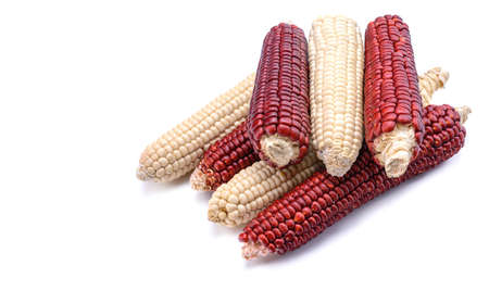 Red and white corn isolated on a white background.Ruby king cobs or red sweet corn cobs. Corn seeds for planting with a clipping path.の写真素材