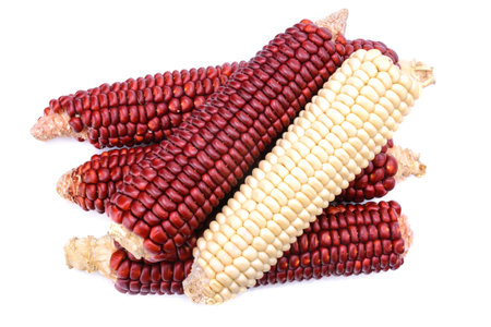 Red and white corn isolated on a white background. Ruby king cobs or red sweet corn cobs. Corn seeds for planting with a clipping pathの写真素材
