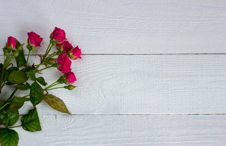 miniature roses on white boardsの写真素材
