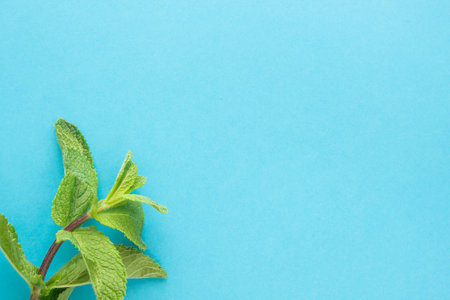 sheaf of fresh mint leaf on blue background. Top view. Copy spaceの写真素材