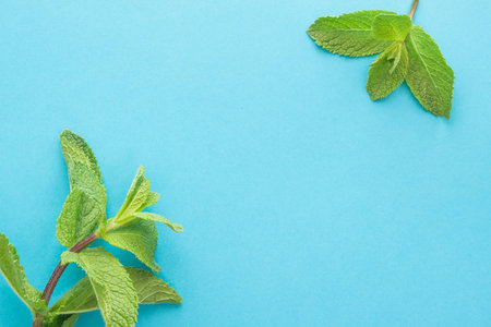 a branch of fresh mint leaves on a blue background. View from above.
