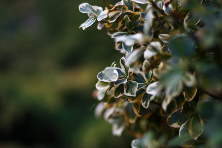 Beautiful Euonymus leaves coveres with rain drops with copy space
