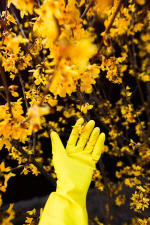 yellow rubber glow holding one flower from vibrant yellow forsythia bushの写真素材