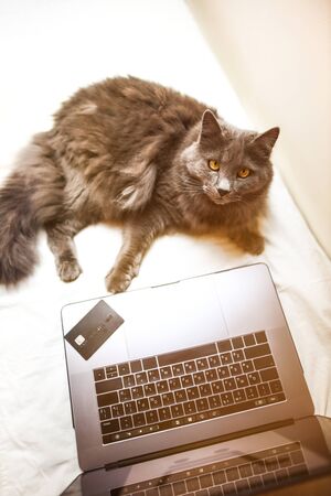grey furry cat laying on the bed next to laptop with credit card on it, online shoppingの写真素材