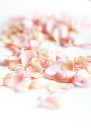 Bunch of rose petals on white background. Front view, narrow depth of field. Nice and tender...