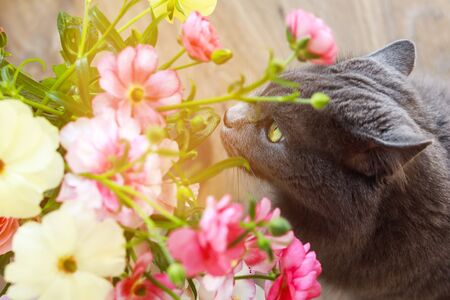 Cat sniffs a bouquet of fresh spring flowers with ranunculus at home. Cosy and tender postcard for Mothers Day and International Womans Day.の写真素材