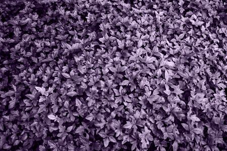 Small purple fresh leaves closeup texture, trend color as background for designの写真素材