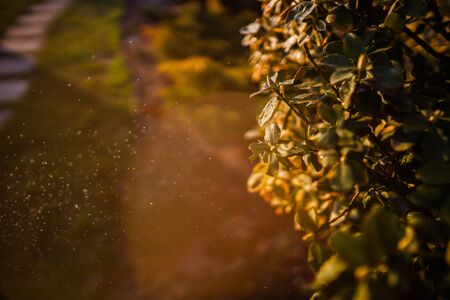 Euonymus tree with rain drops in beautiful sunlight. Gardening background.の写真素材