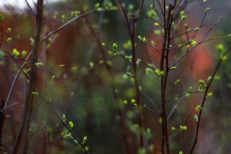 Buds on thin branches. First leaves apear. Spring awakening concept. Beautiful revival background.の写真素材