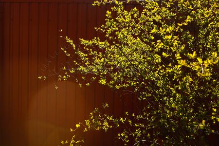 Fresh spring bush with first leaves next to a metal brown fence in beautiful sunlightの写真素材