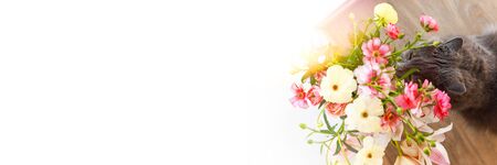 Background for banner ad. Cat sniffing a bouquet of fresh spring flowers with ranunculus at home.の写真素材