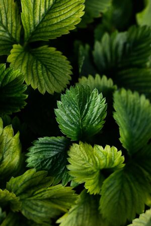 Beautiful fresh green pattern made of strawberry leavesの写真素材