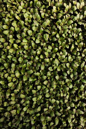Beautiful fresh green pattern made of antirrhinum leavesの写真素材