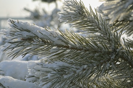 Russian winter branch of pineの写真素材