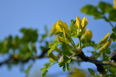 Blue sky and green leaves on branches. Spring, warm whether.の写真素材
