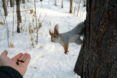 Squirrel on the tree and humans hand with nutsの写真素材