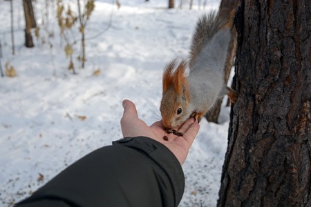 Squirrel on the tree and humans hand with nutsの写真素材