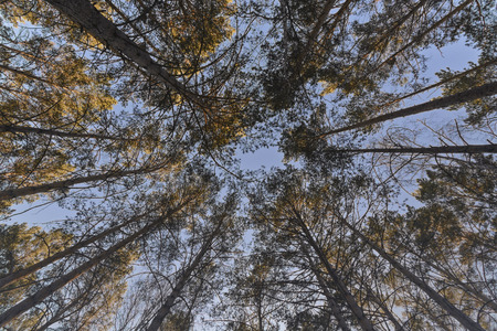 Spring pine-trees. A look into the sky.の写真素材