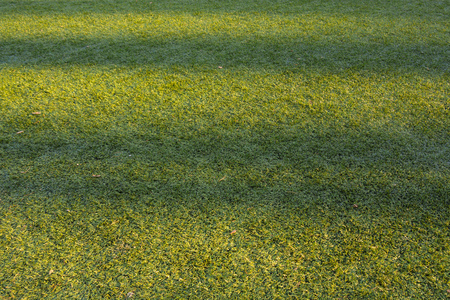 Background artificial turf green grassの写真素材