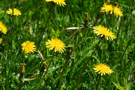 White flowers in green grass.の写真素材