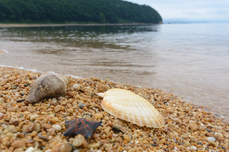 Starfish and shell on the seashore. Hill on backgroundの写真素材