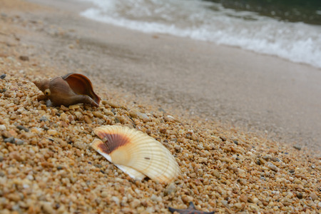 Starfish and shell on the seashore.の写真素材