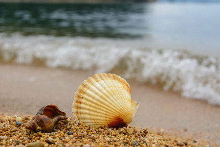 Starfish and shell on the seashore.の写真素材