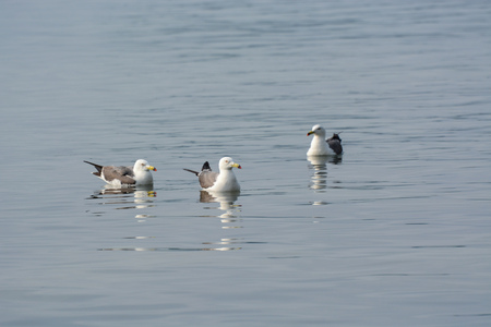 Some gulls are swimming on the water.の写真素材