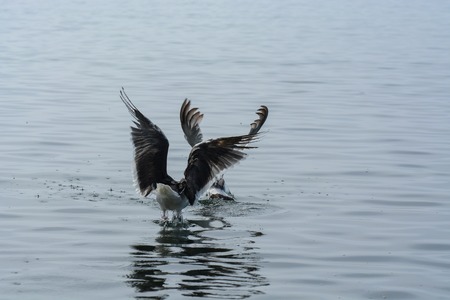 Two seagulls one the water. Gets prey from under waterの写真素材