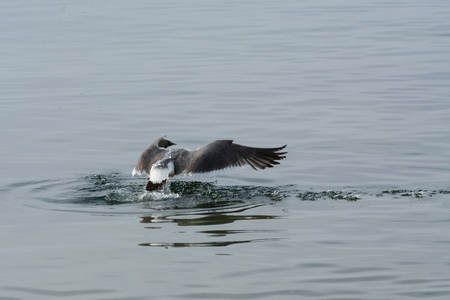 Seagull one the water. Gets prey from under waterの写真素材