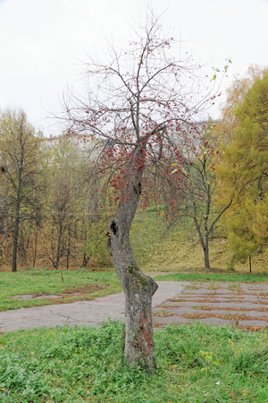 Nizhny Novgorod, Russia. - October 13.2016 Autumn Landscape in the Alexander Gardenのeditorial素材