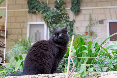 Black cat on a background of green plants. Yellow expressive eyes.の写真素材