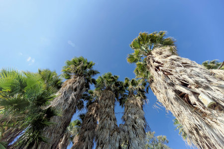 A view of the tops of palm trees in the form of a blue cloudless sky. Picture from bottom to top.の写真素材