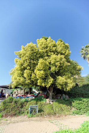 A beautiful tree with a lush light green crown in Israel.