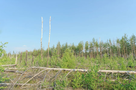 The wastelands from the forest fire in 2010 are overgrown with birches in central Russia.の写真素材