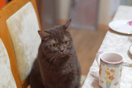 The Scottish brown chocolate cat sits on a chair near the dinner table with an angry look and also wants to eat. Dissatisfied cat.の写真素材