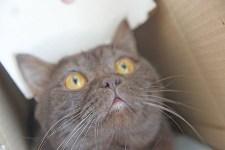Brown chocolate Scotty straight cat climbed into a narrow cardboard box and peeks out of itの写真素材