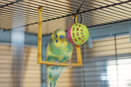 A young Budgeigar parrot is sitting on a parrots swing and playing with a toy ball suspended.の写真素材