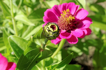 Pink dahlia flower on the background of blurred green foliage.