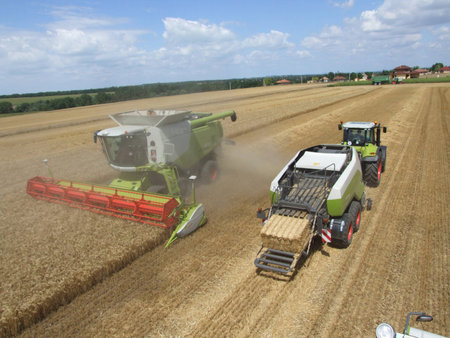 Wheat harvestingの写真素材