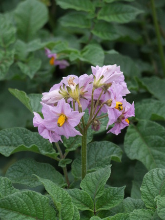 potato blossoms on farm fieldの写真素材