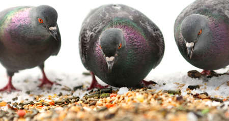 dovesの写真素材