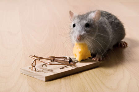 rat and cheeseの写真素材