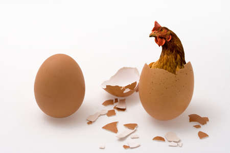 Who was the first, the chicken or the egg? Illustrated philosophical dilemma. の写真素材