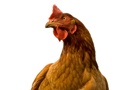 chicken isolated on white backgroundの写真素材