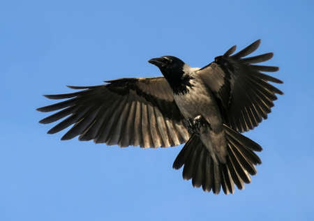 Crow Hover Open Wings, Bird Flying Upの写真素材