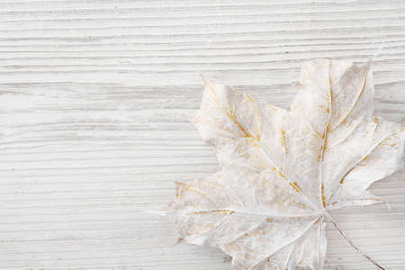 White Wooden Background, Maple Leaf Decoration as Winter Color, Colored Wood Plank Textureの写真素材
